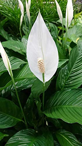 5 Live Plants in 6 Inch Pots Spathiphyllum U203819