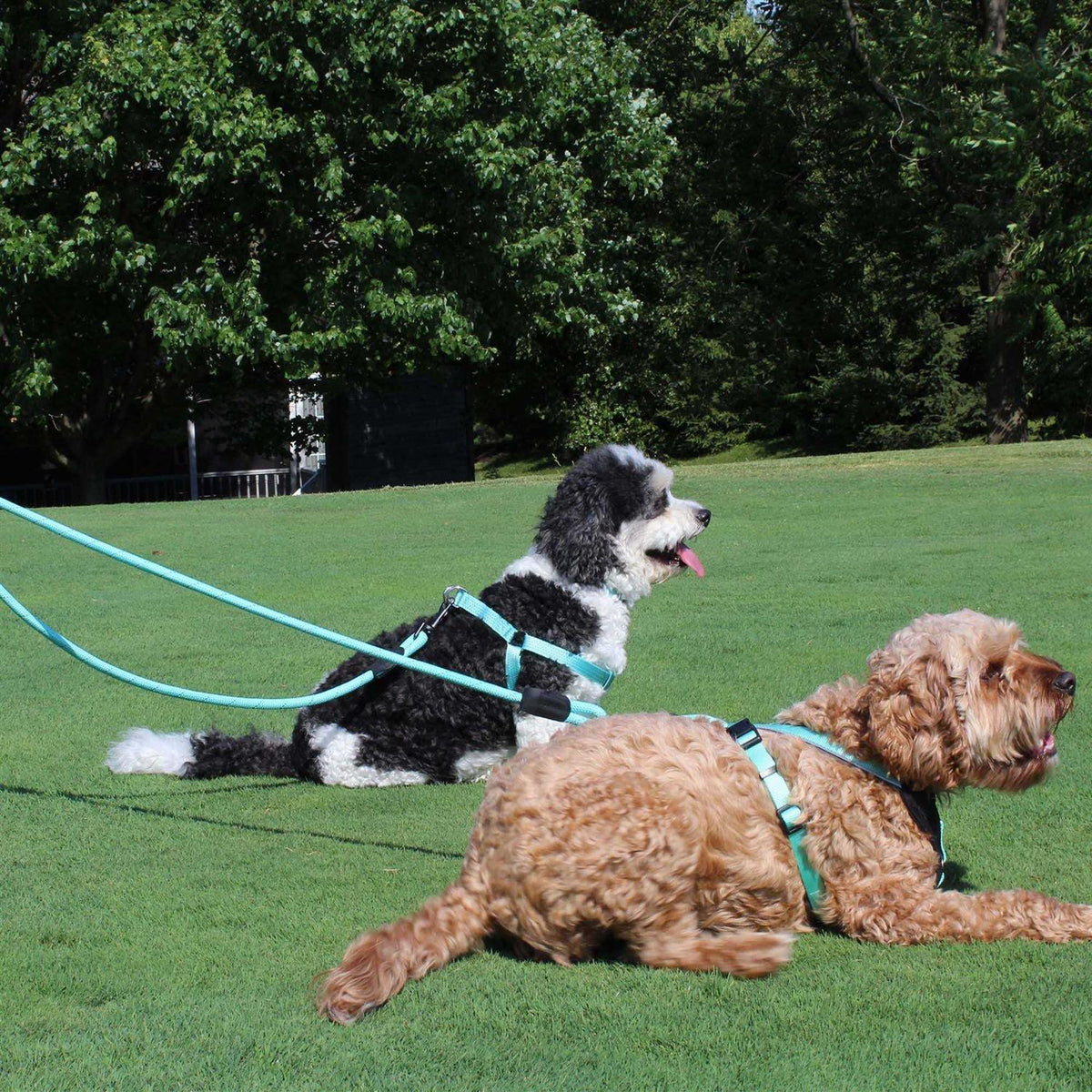 Reflective Rope Dog Leash P52817