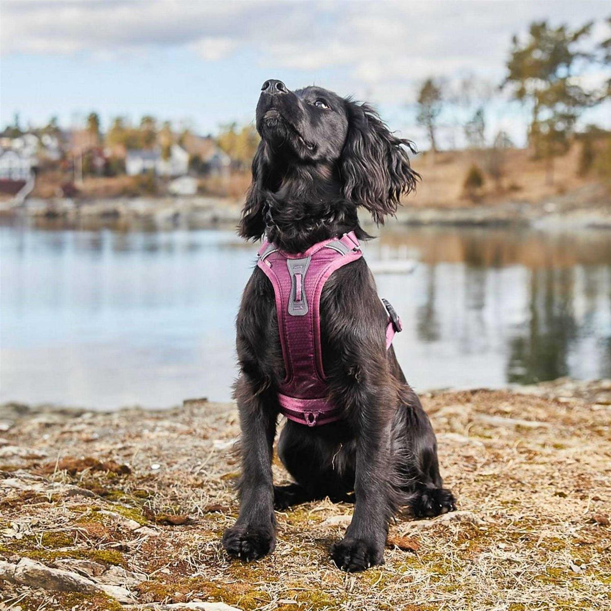 Dog Harness J452