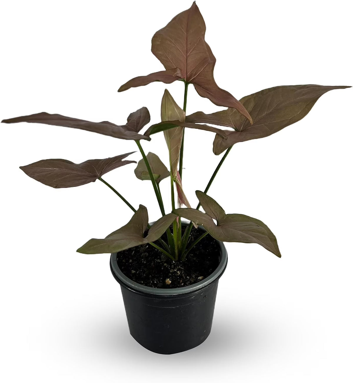 Variegated Syngonium Live Houseplant U74647