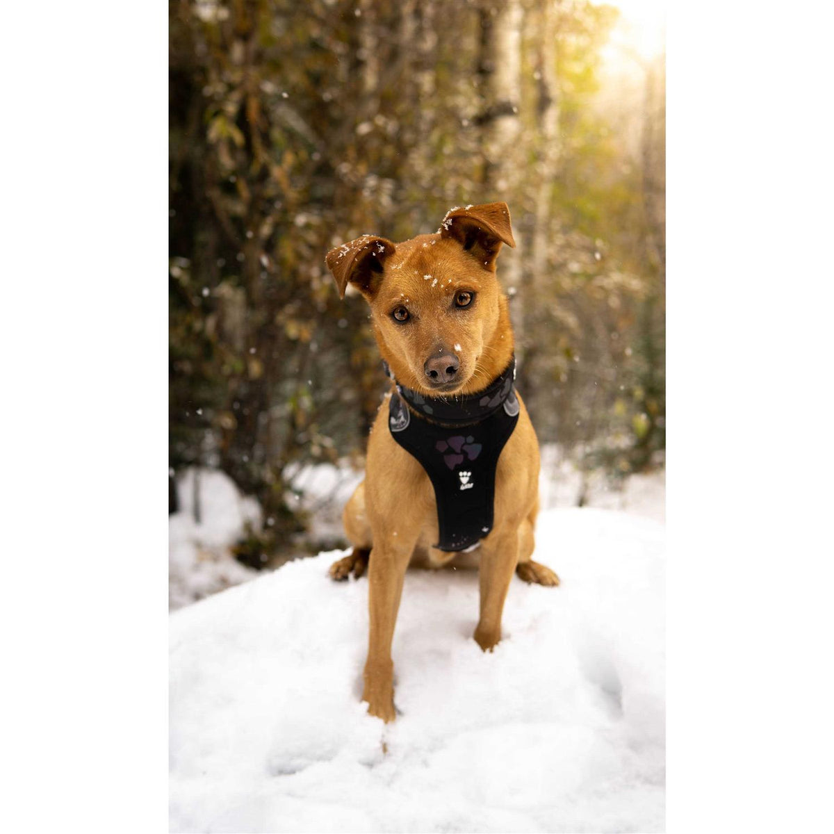 Dog Harness I35616