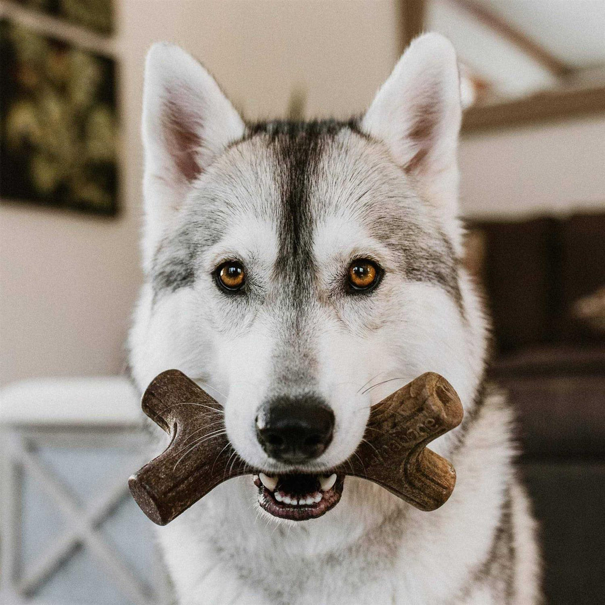 Durable Chew Toys A266761
