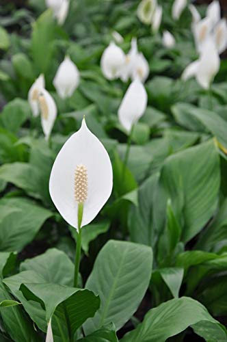 5 Live Plants in 6 Inch Pots Spathiphyllum U203819