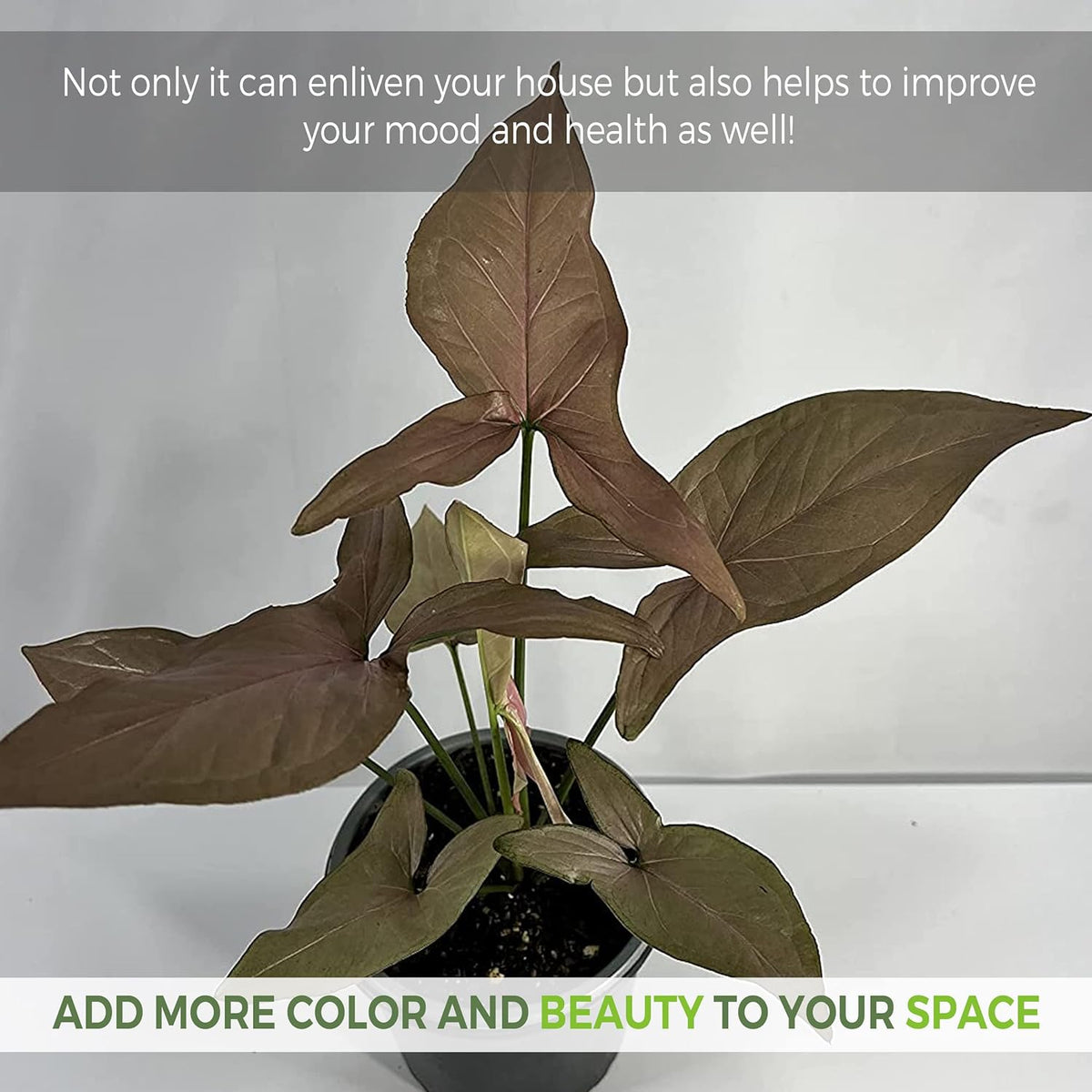 Variegated Syngonium Live Houseplant U74647