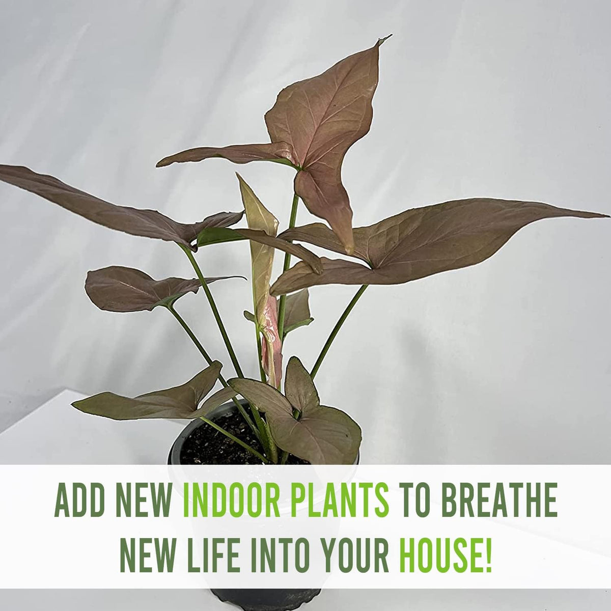 Variegated Syngonium Live Houseplant U74647