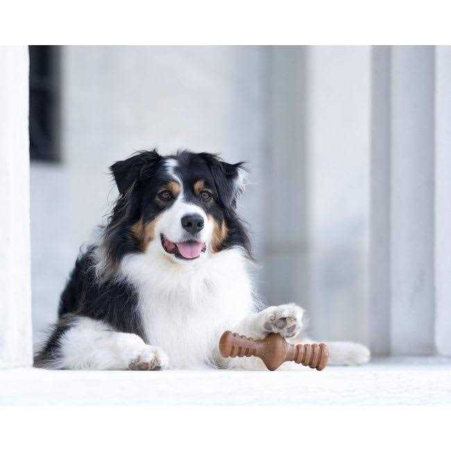Durable Chew Toys A266761