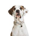 Zig Zag Dog Collar Y1092