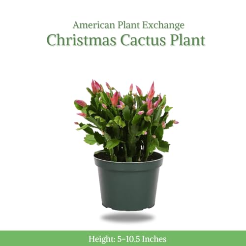 Christmas Cactus Live Indoor Houseplant 6-Inch Pot K29611