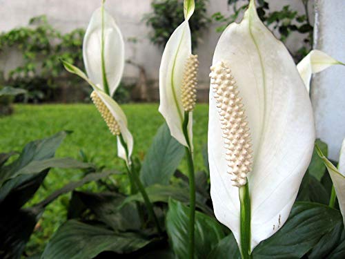 5 Live Plants in 6 Inch Pots Spathiphyllum U203819