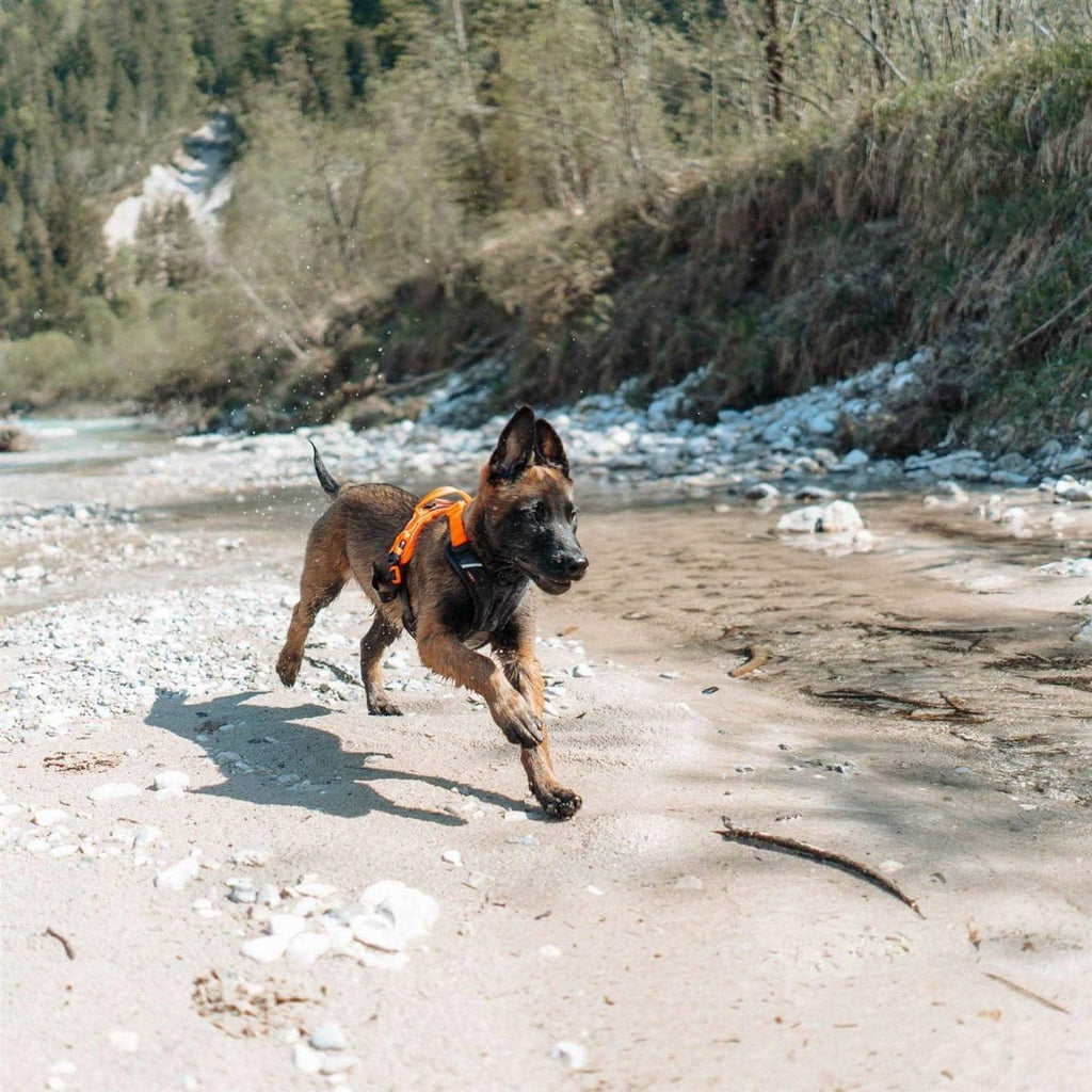 Dog Harness J452