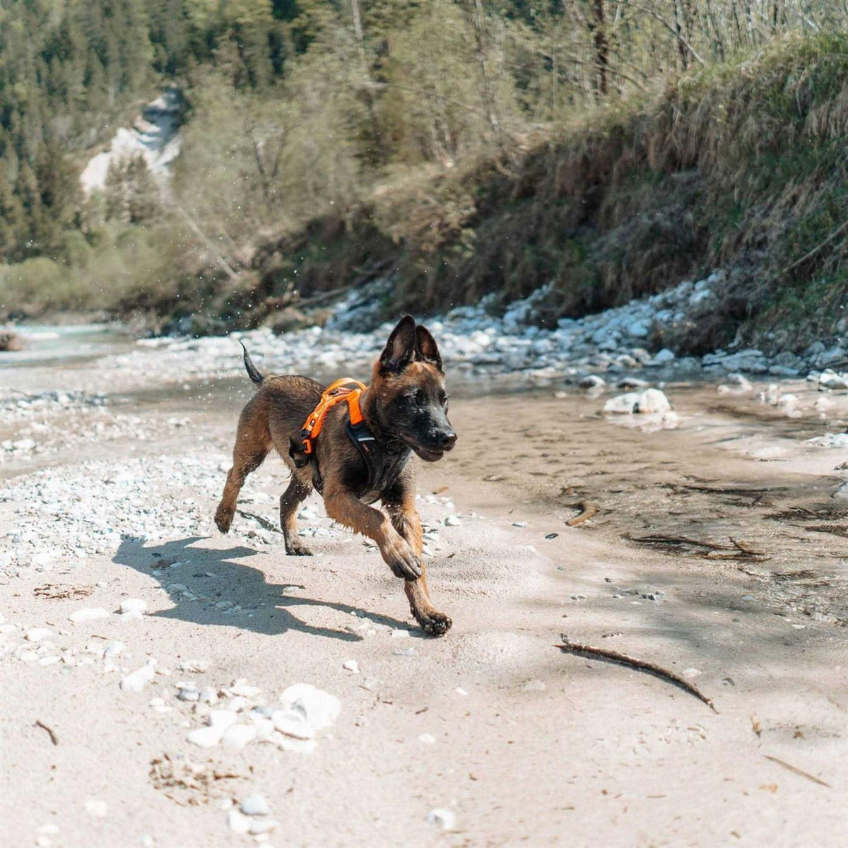 Dog Harness J452