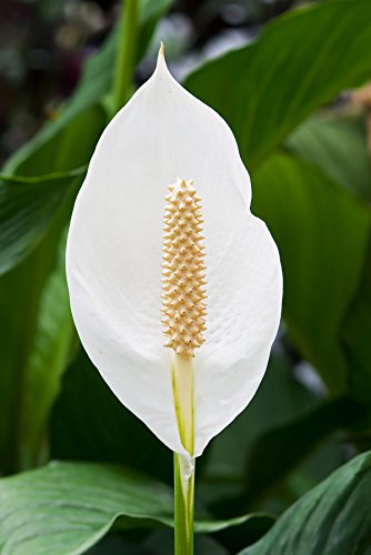 5 Live Plants in 6 Inch Pots Spathiphyllum U203819