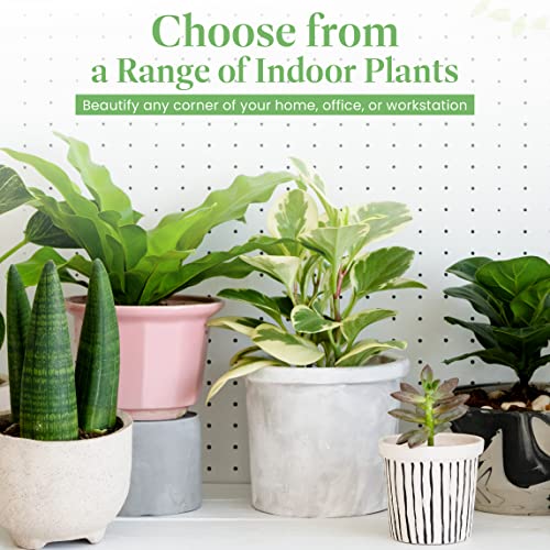 Christmas Cactus Live Indoor Houseplant 6-Inch Pot K29611