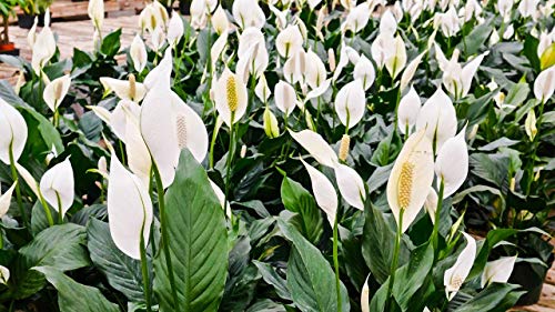 5 Live Plants in 6 Inch Pots Spathiphyllum U203819