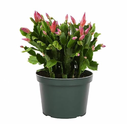 Christmas Cactus Live Indoor Houseplant 6-Inch Pot K29611
