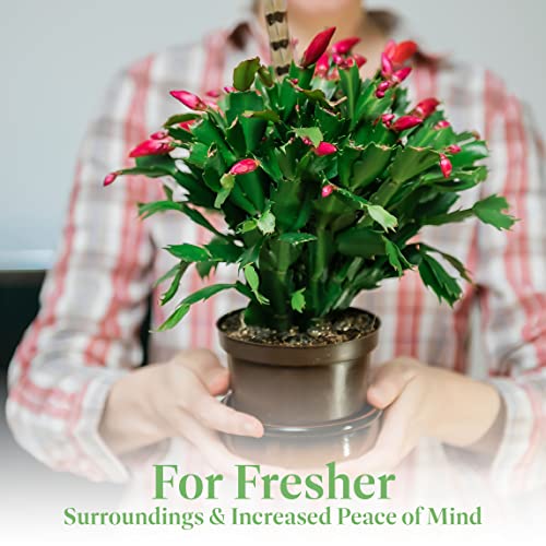 Christmas Cactus Live Indoor Houseplant 6-Inch Pot K29611