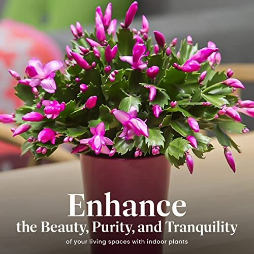 Christmas Cactus Live Indoor Houseplant 6-Inch Pot K29611