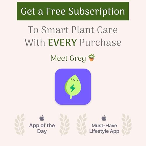Christmas Cactus Live Indoor Houseplant 6-Inch Pot K29611