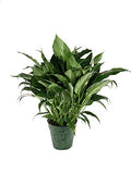 5 Live Plants in 6 Inch Pots Spathiphyllum U203819