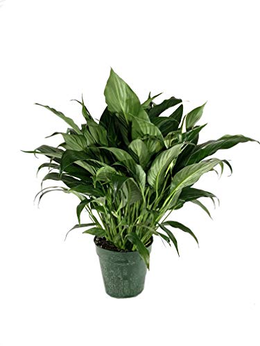 5 Live Plants in 6 Inch Pots Spathiphyllum U203819