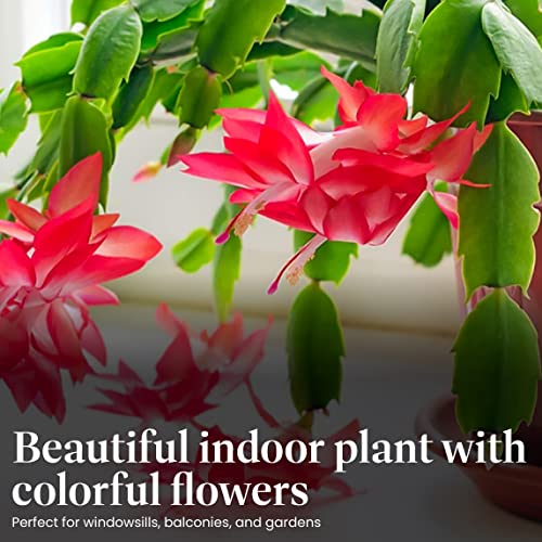Christmas Cactus Live Indoor Houseplant 6-Inch Pot K29611