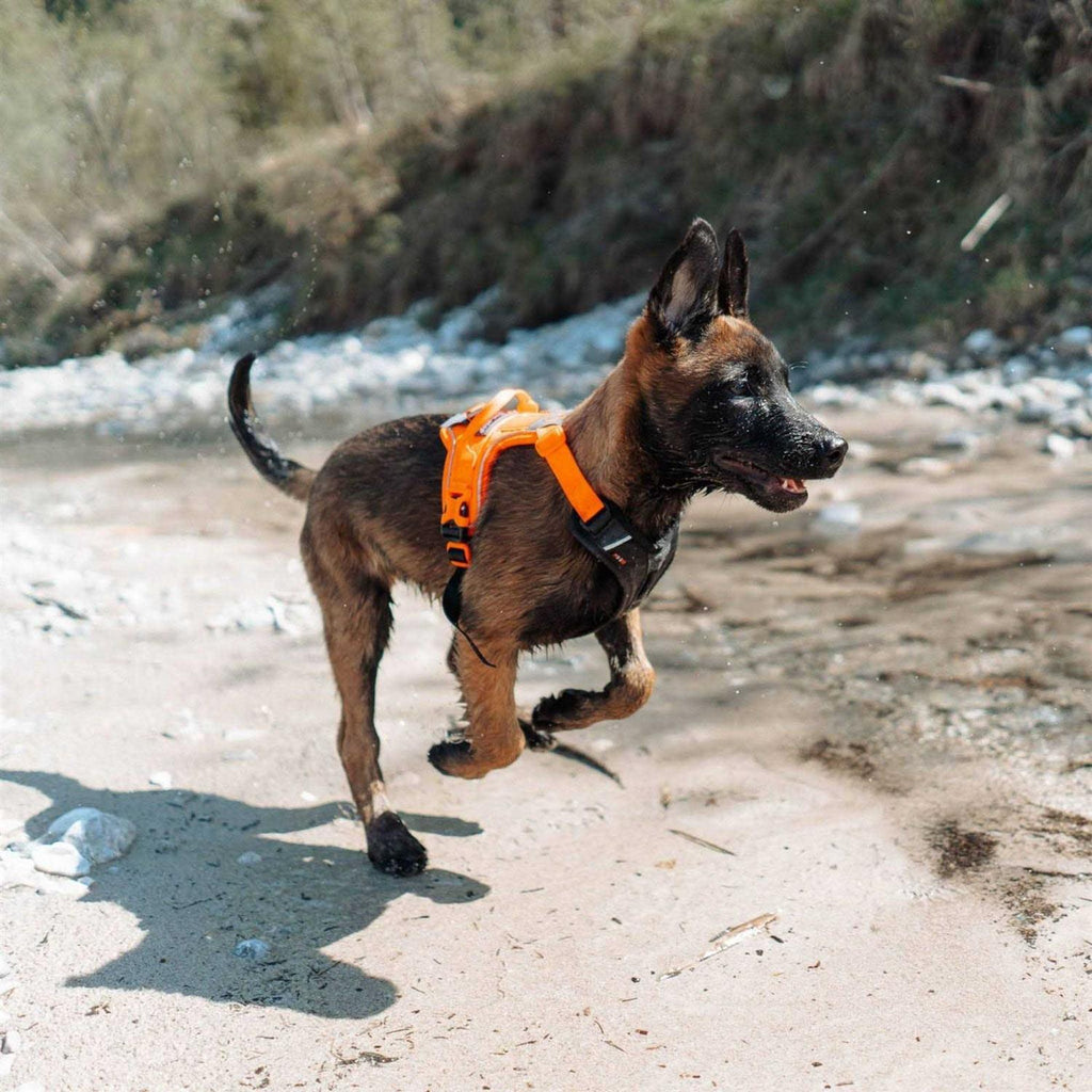 Dog Harness J452