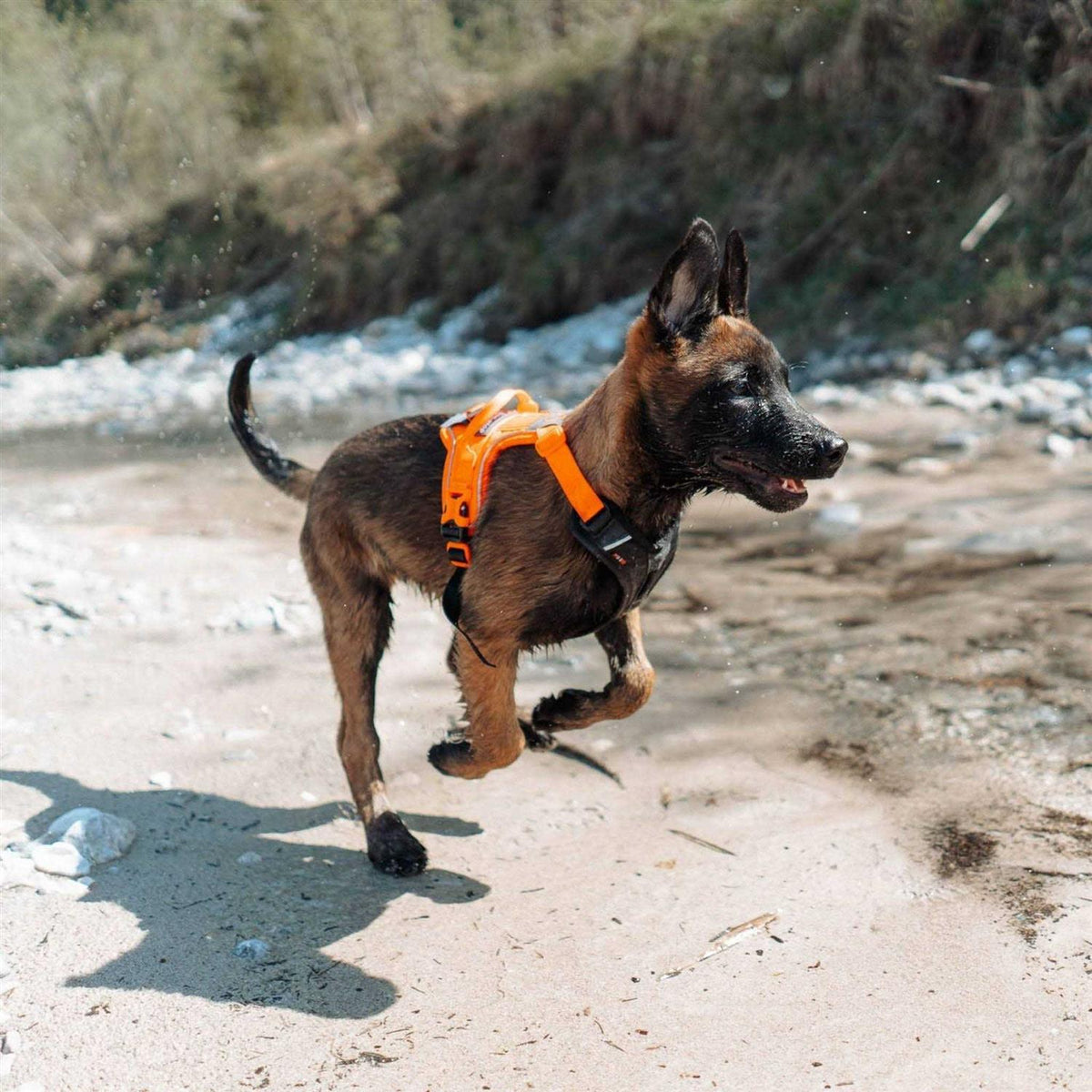 Dog Harness J452