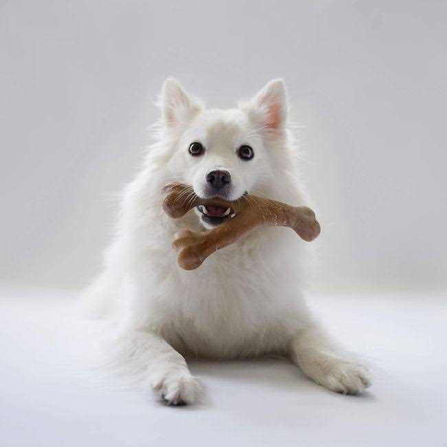 Durable Chew Toys A266761